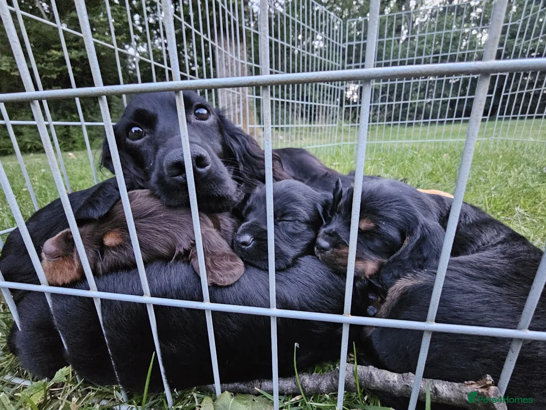 Cocker Spaniel dogs for sale: Working cocker spaniel puppies KC REGISTERED - Advert 1