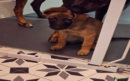 Belgian Shepherd Dog dogs for sale: Belgian malinois puppies  - Image 6