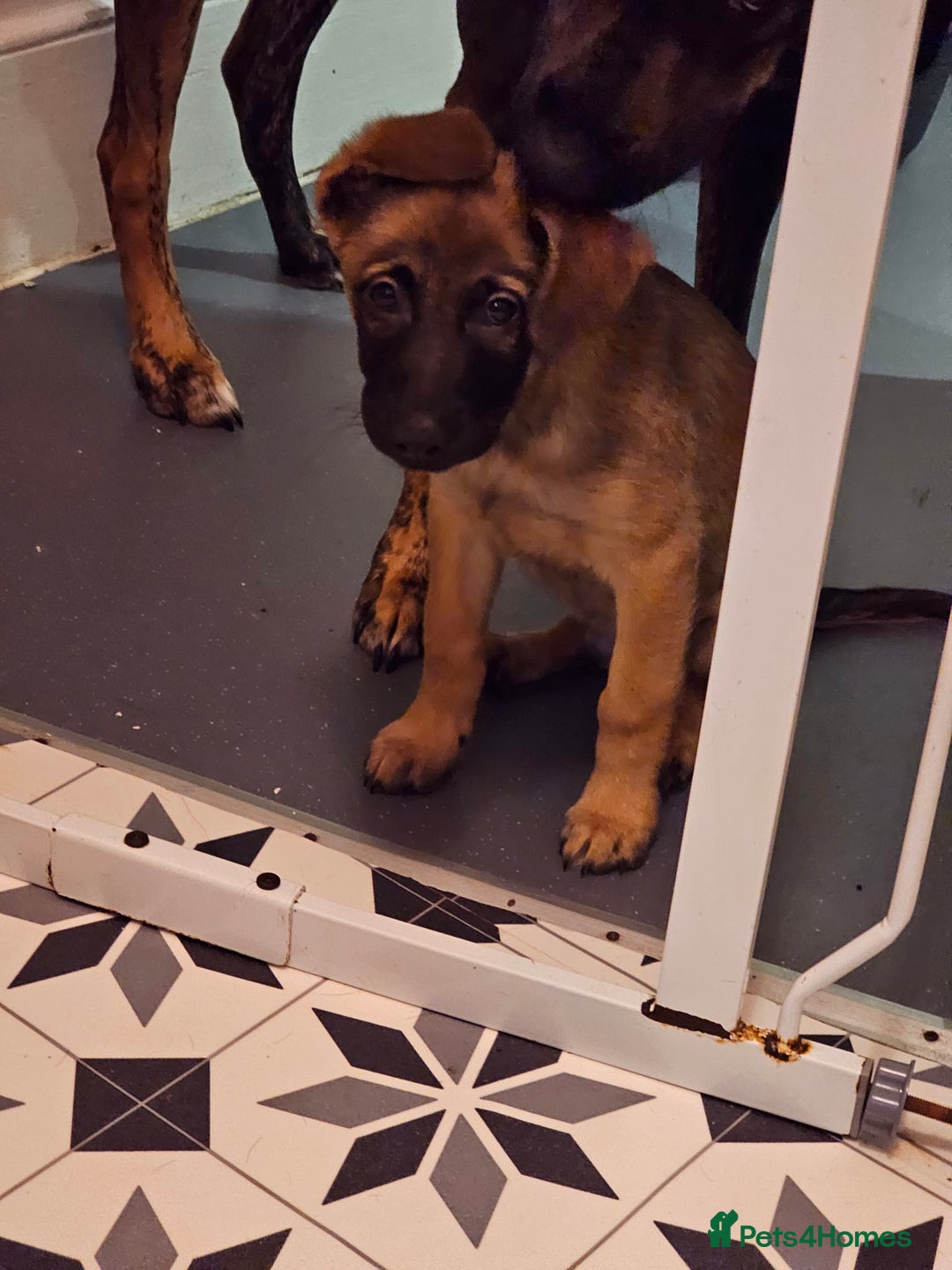 Belgian Shepherd Dog dogs for sale: Belgian malinois puppies  - Image 6