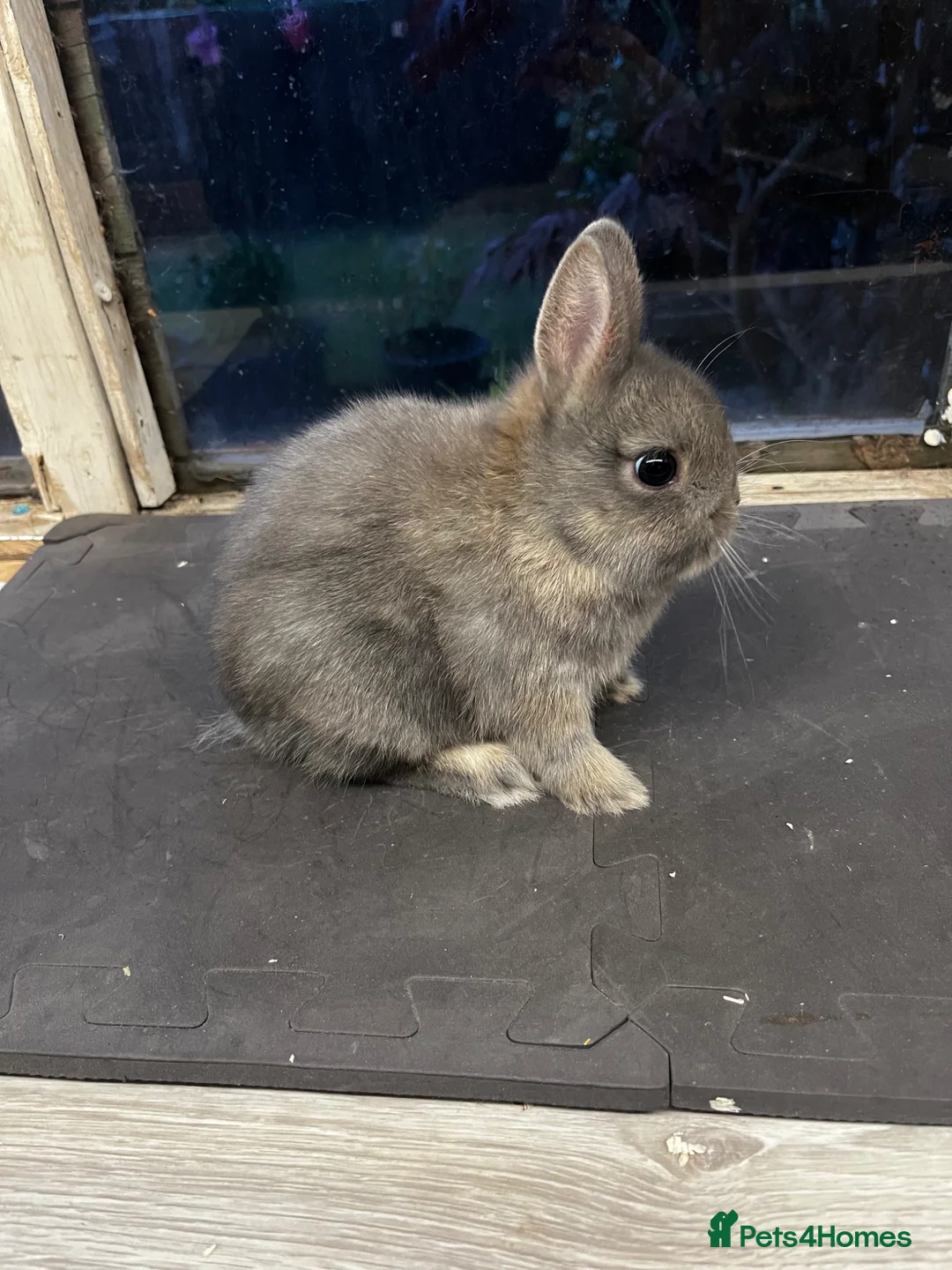 Netherland Dwarf rabbits for sale: Opal Netherland fears rabbits for sale  - Advert 2