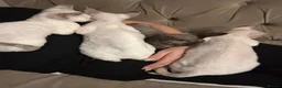 Devon Rex cats for sale: READY NOW 3 stunning Devon Rex Boys Available GCCF - Advert 5