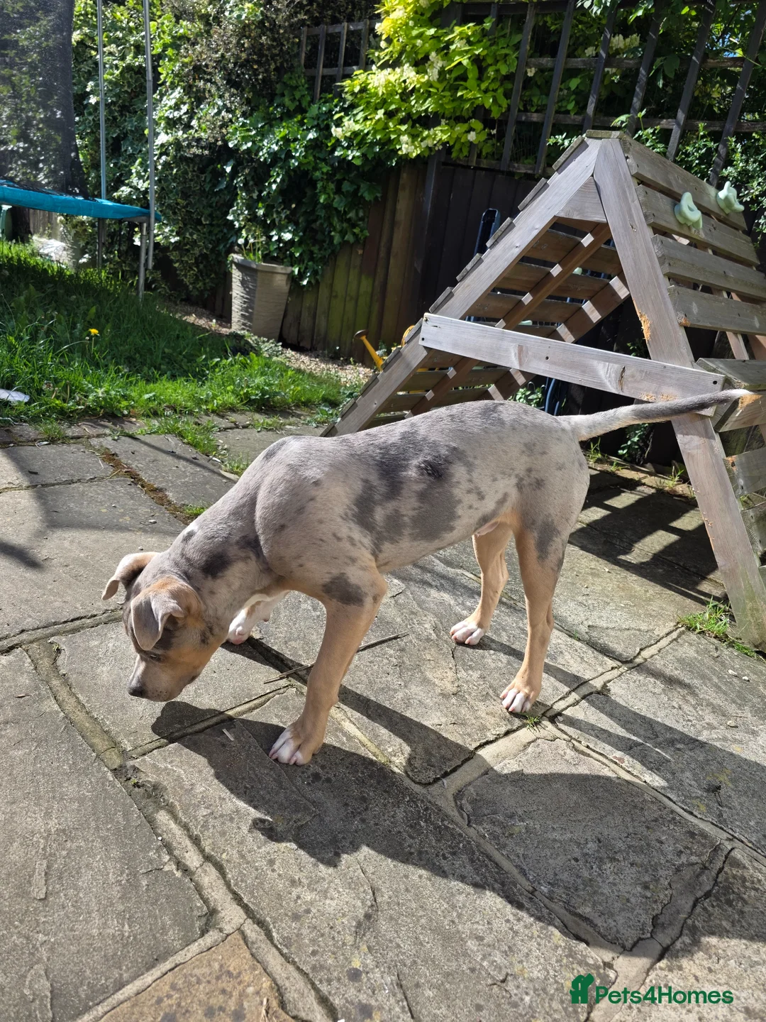 Mixed Breed dogs for sale: BLUE MERLE STAFFY X AMERICAN BULLY  - Advert 4