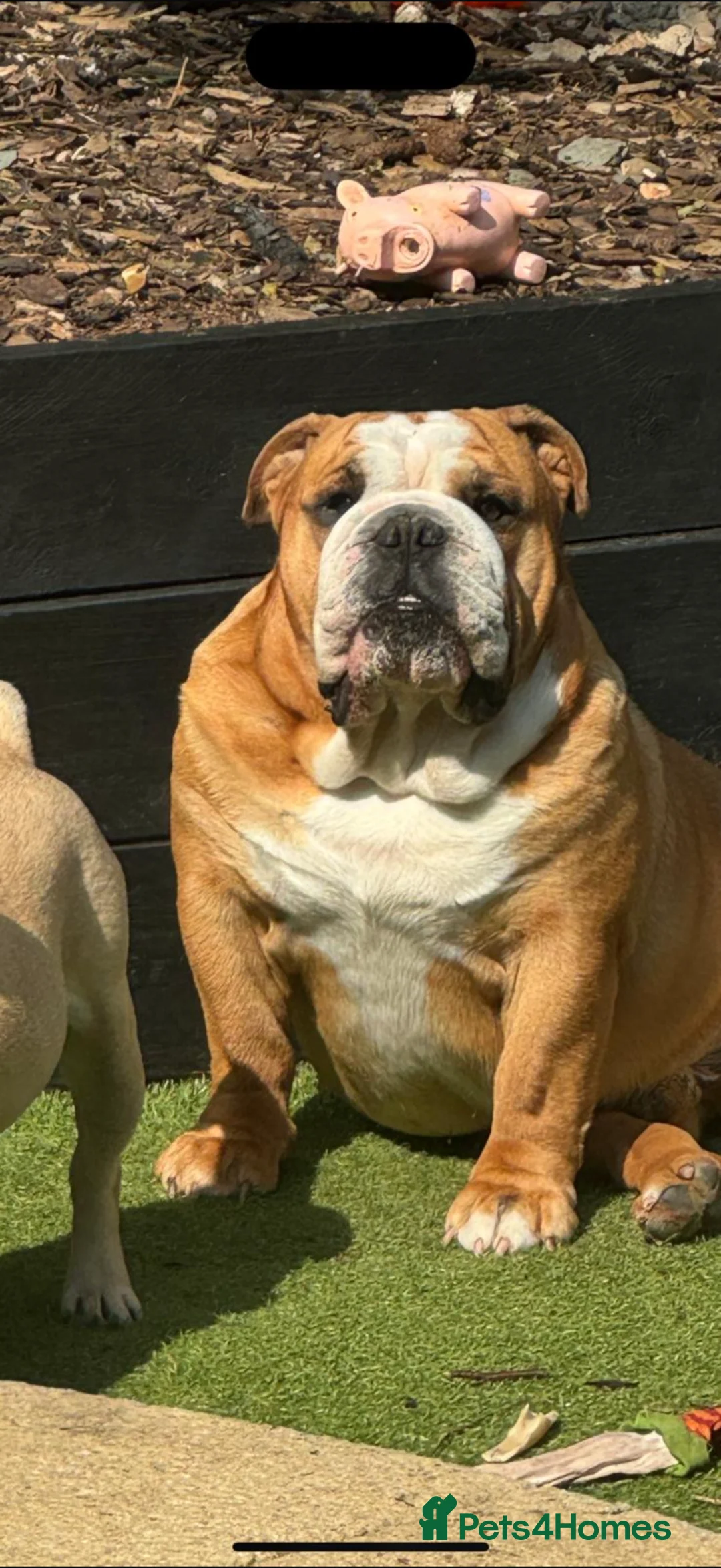 English Bulldog dogs for sale: English bulldog male  in Chatham - Advert 3