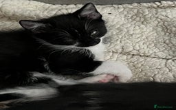 Mixed Breed cats for sale: Kittens  - Image 16