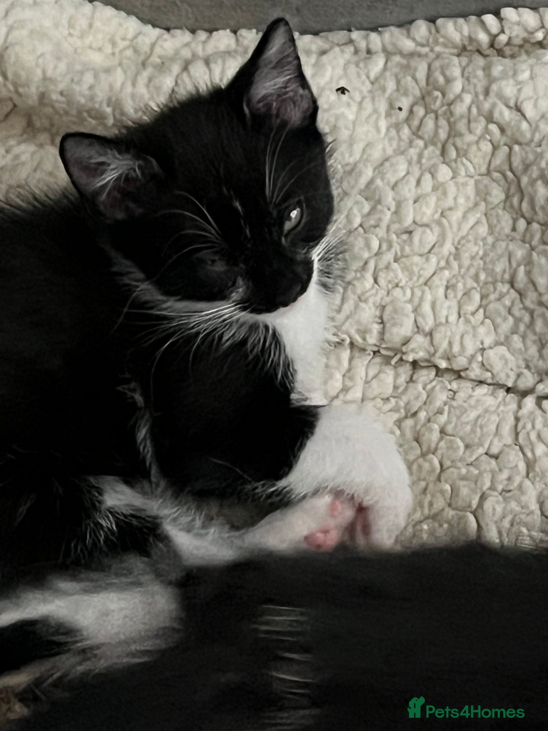 Mixed Breed cats for sale: Kittens  - Image 16