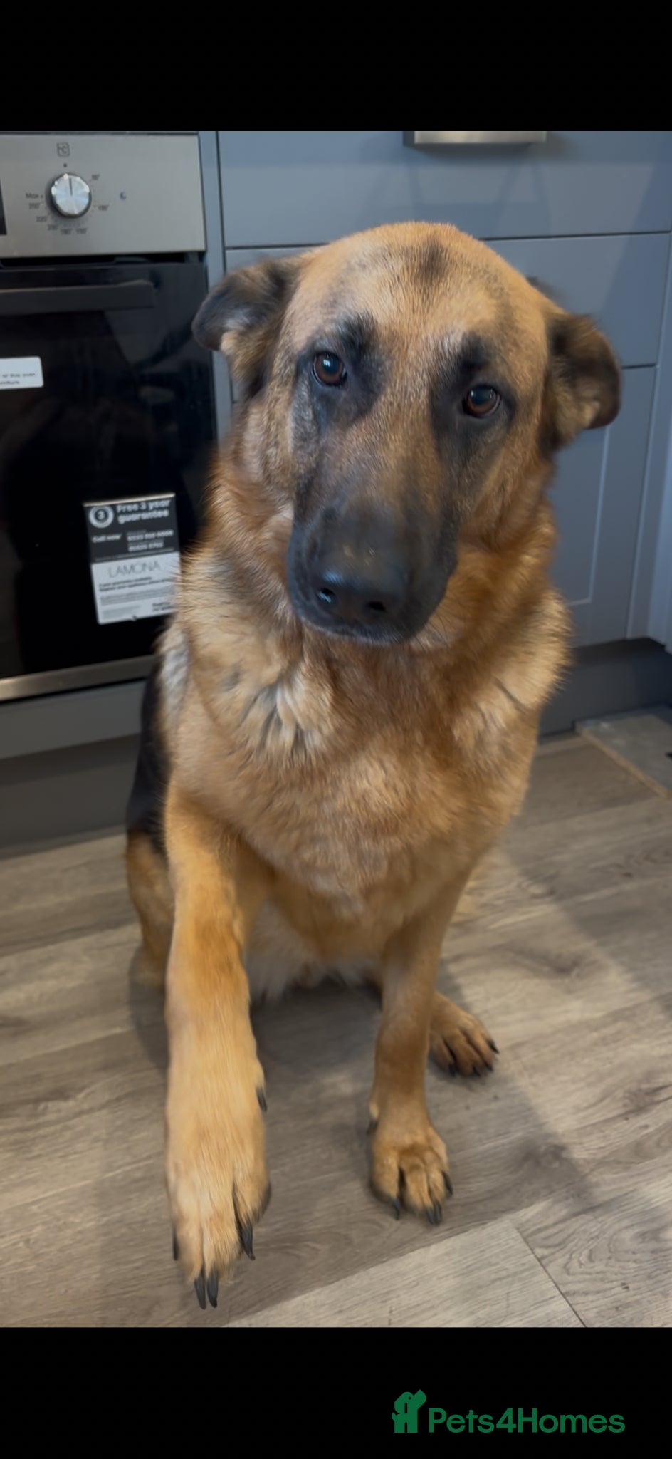 German Shepherd dogs 4 year old Female German shepherd Great with kids - Advert 1