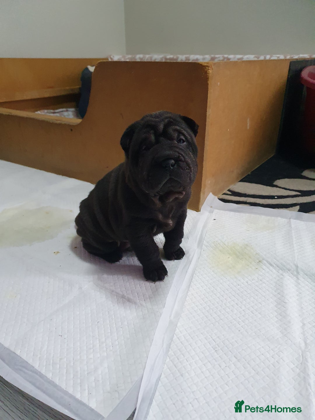 Shar Pei dogs for sale: Stunning KC Registered Shar Pei puppies - Advert 27