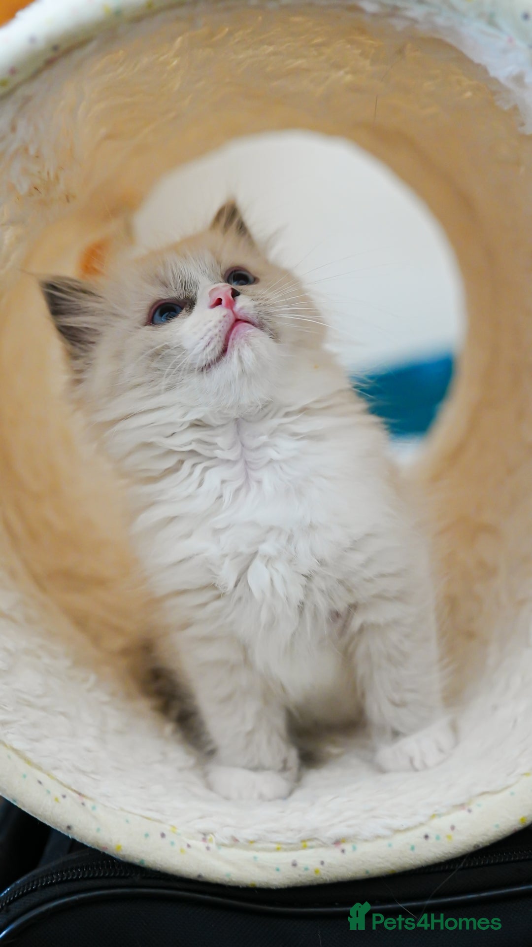 Ragdoll cats for sale: Pure Ped Ragdoll Kitten – Mum GCCF – Ready Aug 11 - Image 4