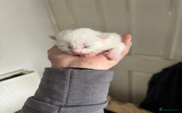 Domestic Shorthair cats for sale: Beautiful kittens  - Image 13