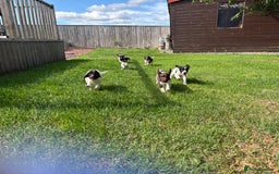 English Springer Spaniel dogs for sale: English Springer Spaniels  - Image 9