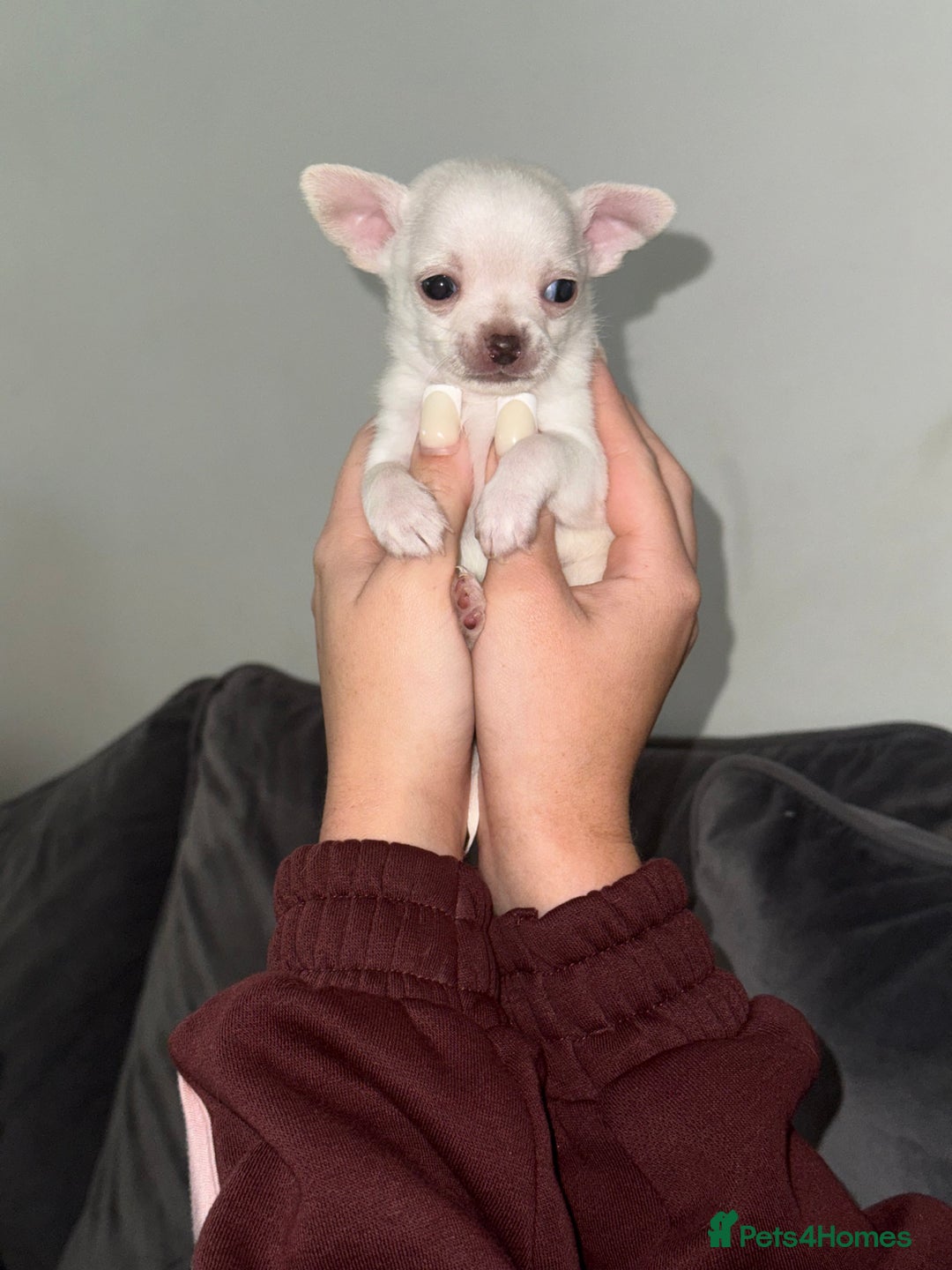 Chihuahua dogs for sale: Chihuahua puppies! - Advert 7