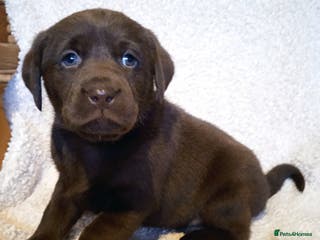 Labrador Retriever dogs KC CHOCOLATE LABRADORS PUPPIES, H TESTED PARENTS - Advert 3