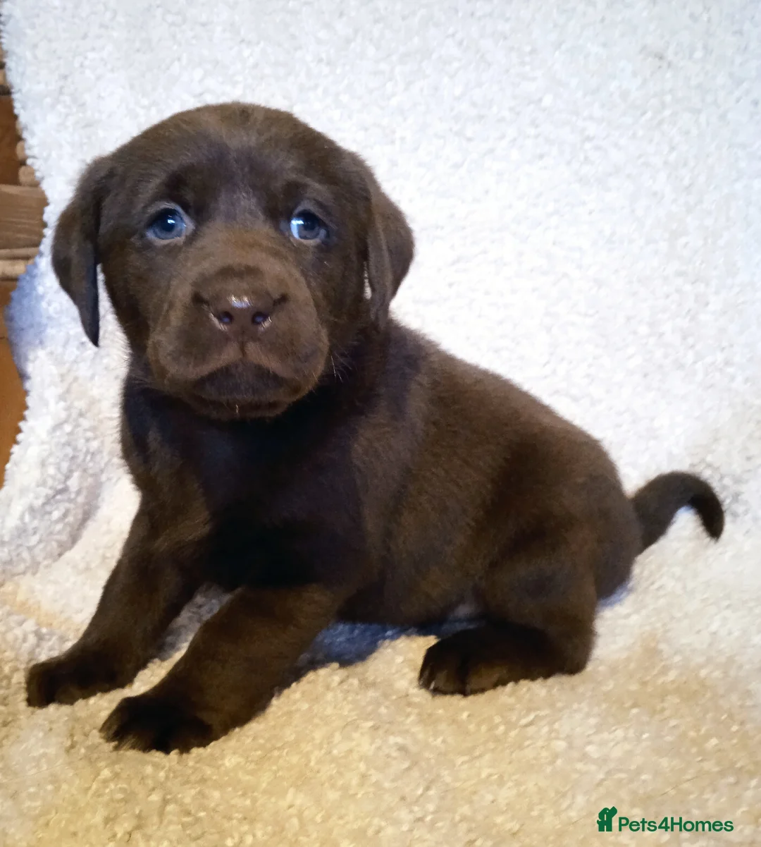 Labrador Retriever dogs for sale: KC CHOCOLATE LABRADORS PUPPIES, H TESTED PARENTS  - Advert 1