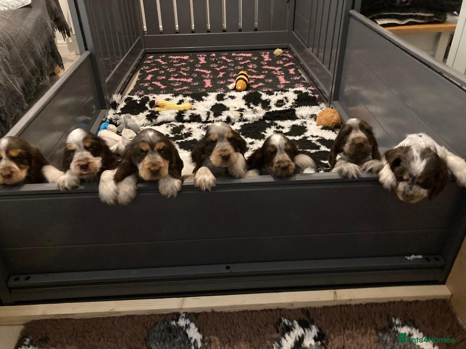 Cocker Spaniel dogs KC registered puppies - looking for forever homes - Advert 2