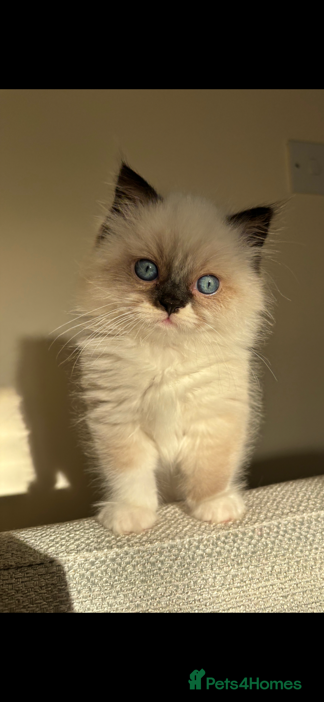 Ragdoll cats for sale: Stunning Ragdoll kitten  - Advert 3