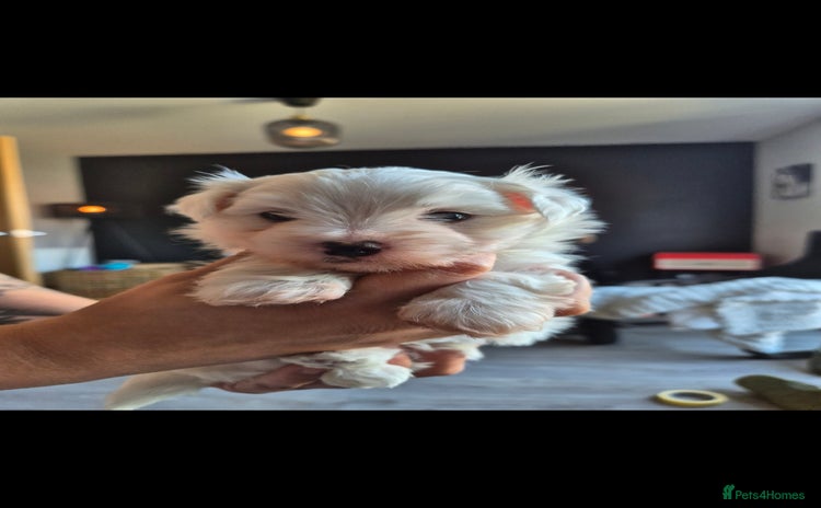 Maltese dogs - Advert 3