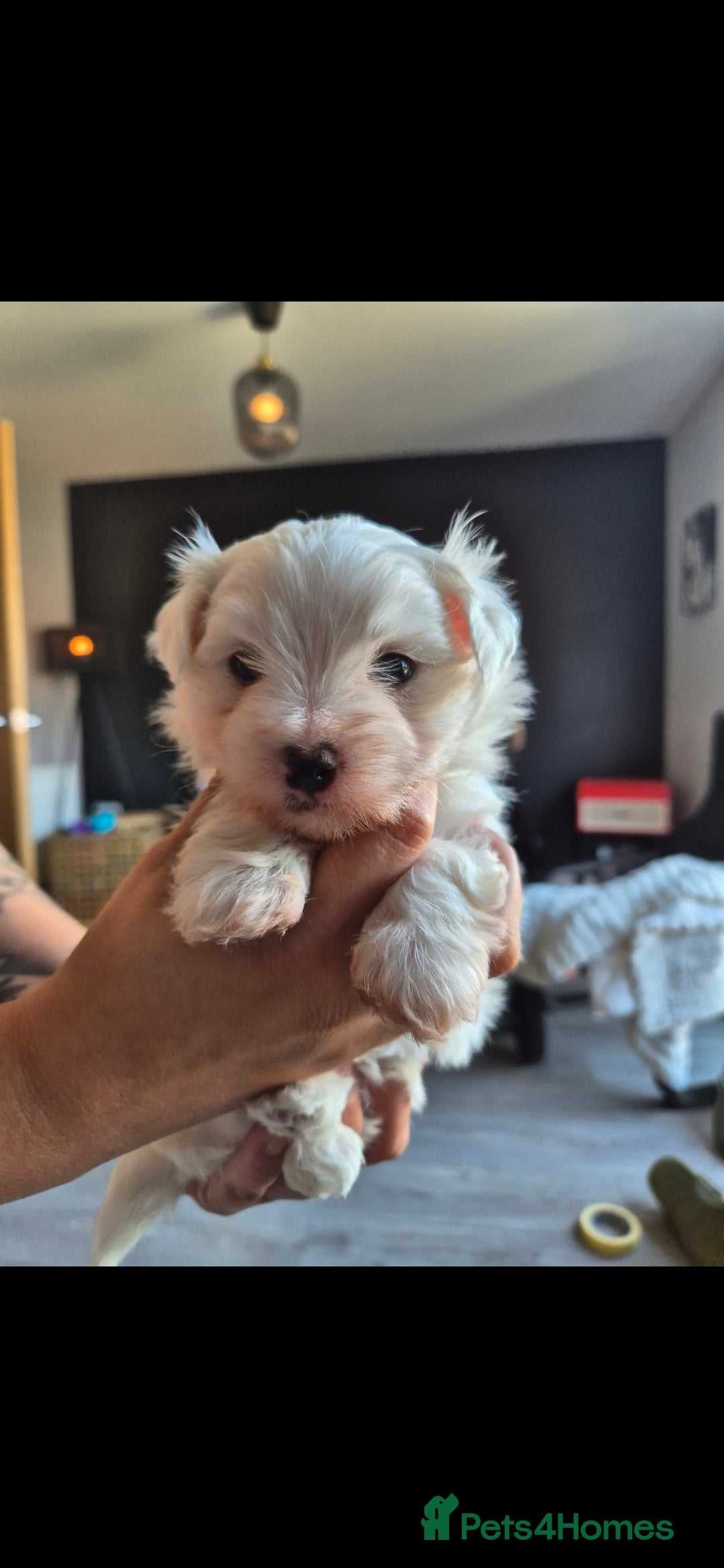 Maltese dogs for sale: Maltese male  - Image 1