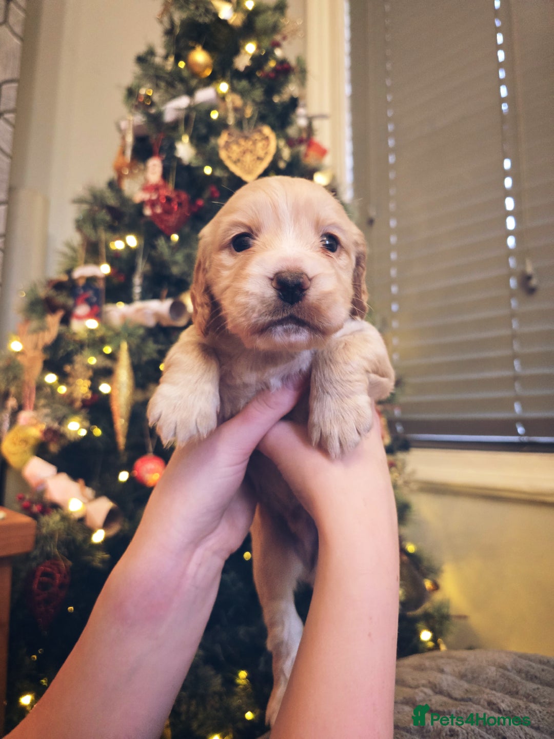 Cocker Spaniel dogs for sale: Kc registered Working cocker spaniel puppies  - Advert 6