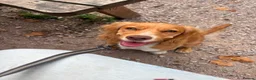 Cocker Spaniel dogs for sale: Cocker spaniel puppy in Kingsbridge - Advert 2