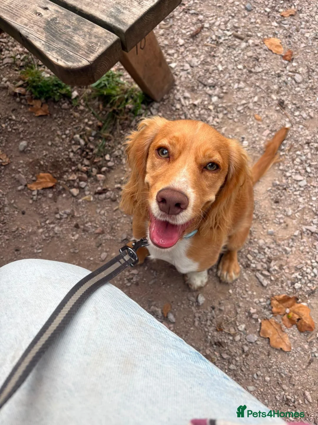 Cocker Spaniel dogs for sale: Cocker spaniel puppy in Kingsbridge - Advert 2