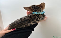 Bengal cats for sale: GORGEOUS PURE BENGAL KITTENS READY TO GO ❤️ - Image 1