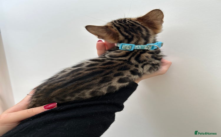 Bengal cats - Advert 3