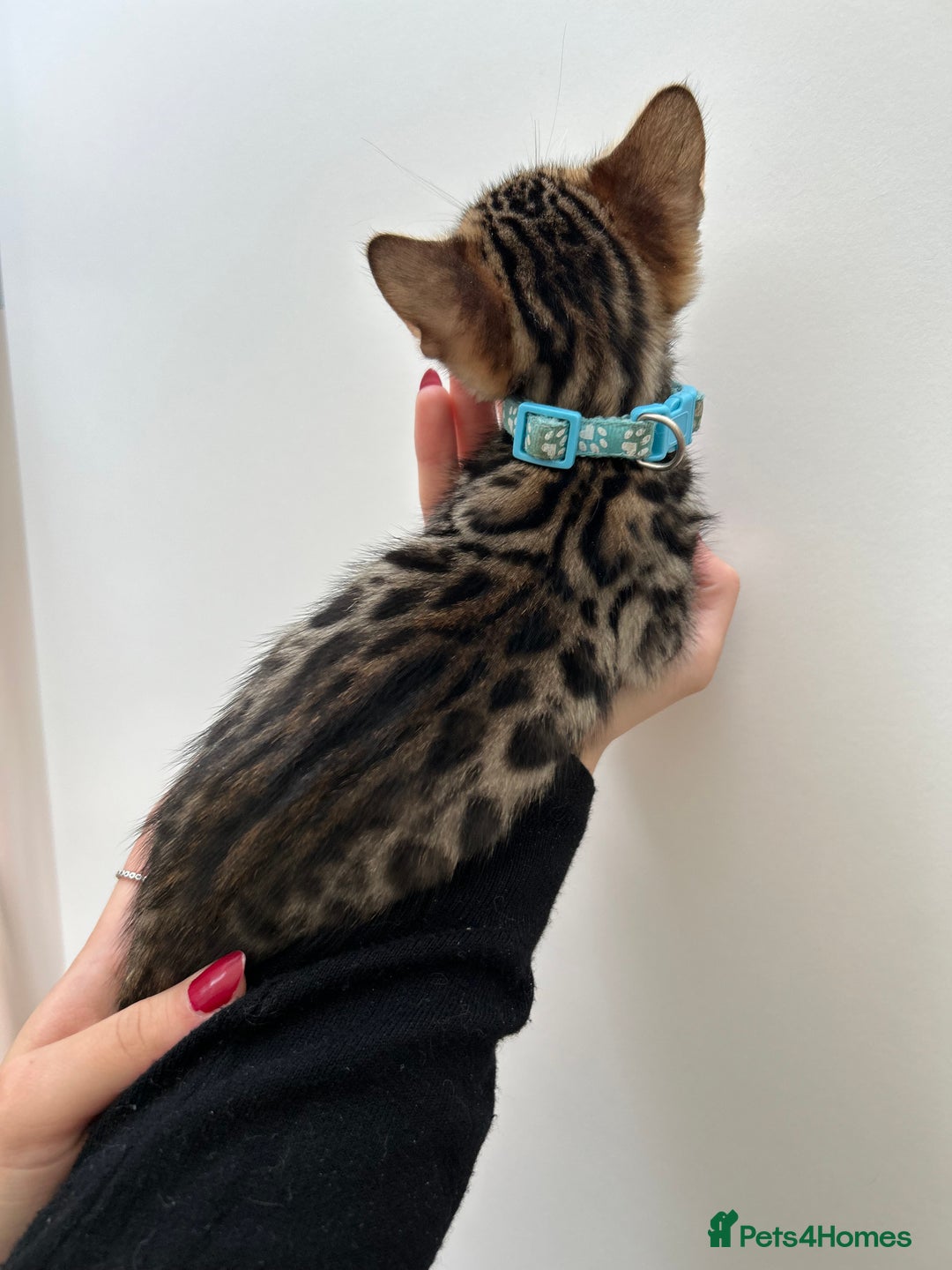 Bengal cats for sale: GORGEOUS PURE BENGAL KITTENS READY TO GO ❤️ - Image 1