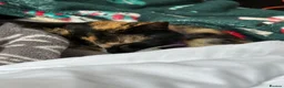 Mixed Breed cats for sale: 2 year old female  - Advert 4