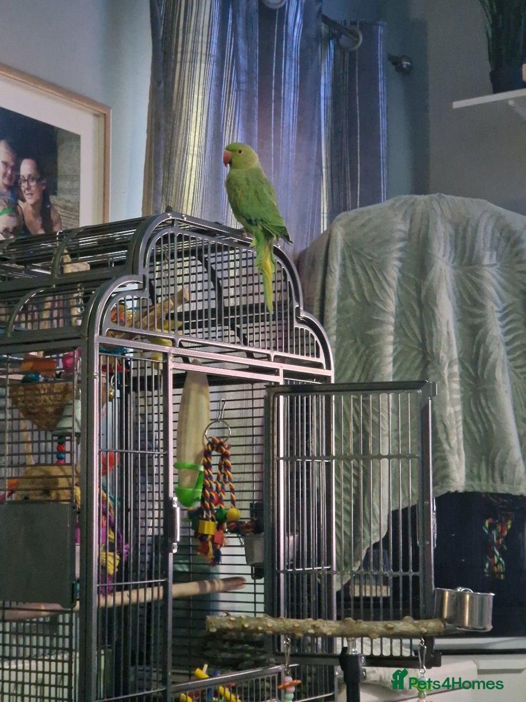 Ringnecks birds for sale: Male indian ringneck  - Image 5