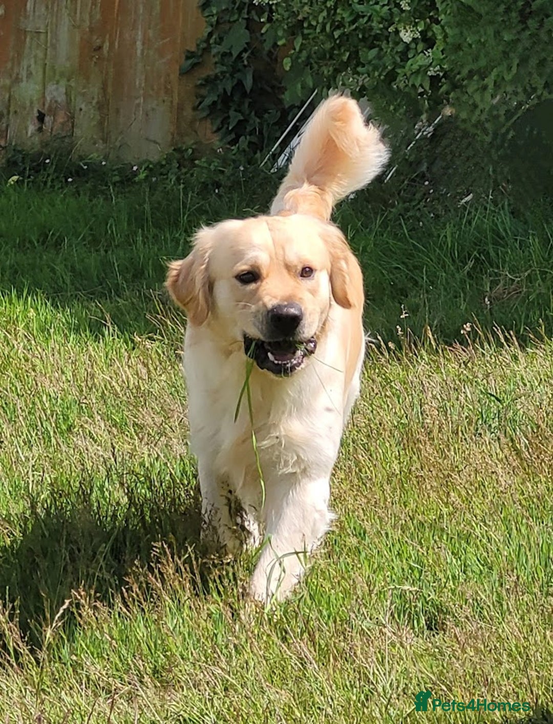 Golden Retriever dogs for stud: Cesarka Golden Retrievers in Conwy - Image 2