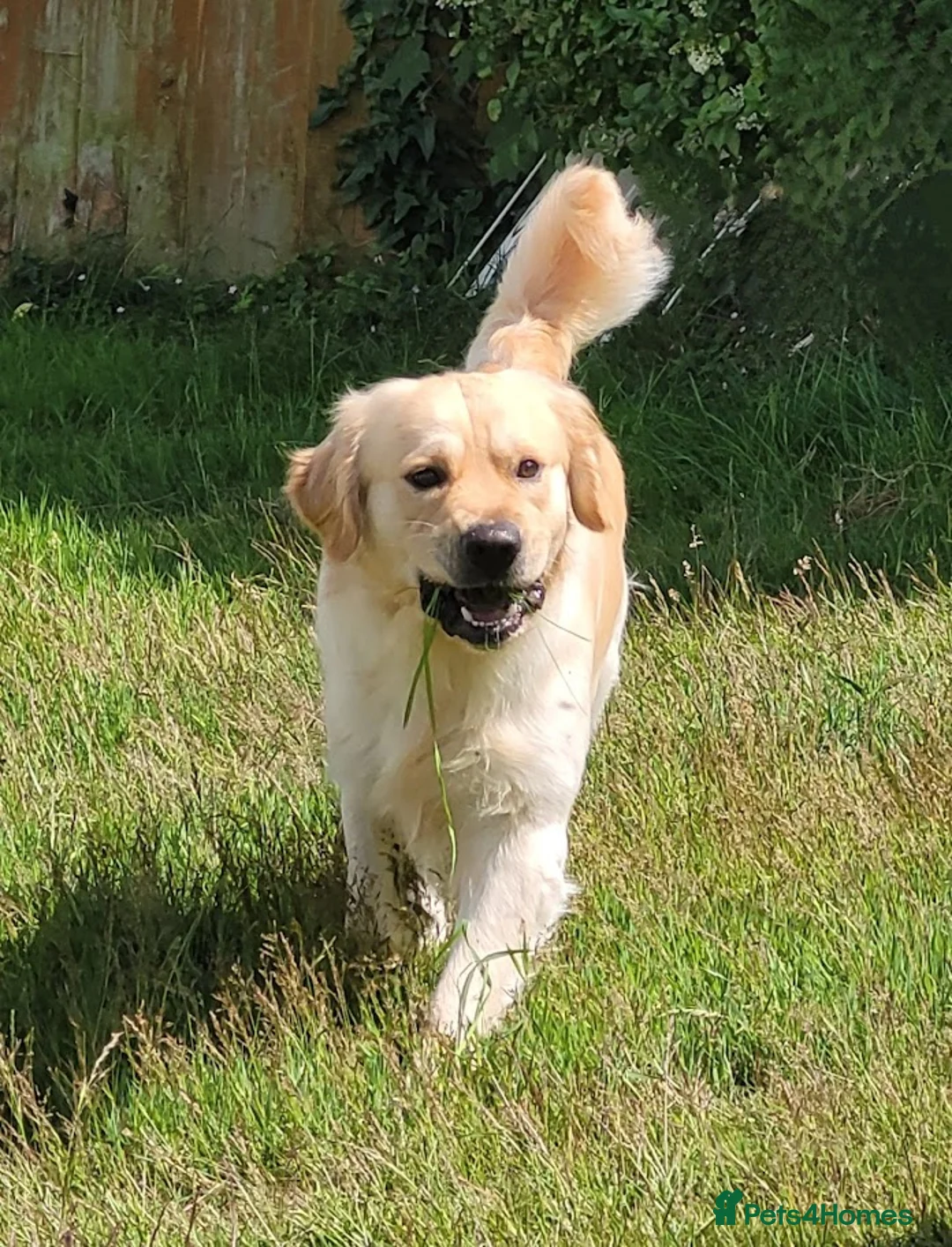 Golden Retriever dogs for stud: Cesarka Golden Retrievers in Conwy - Advert 7