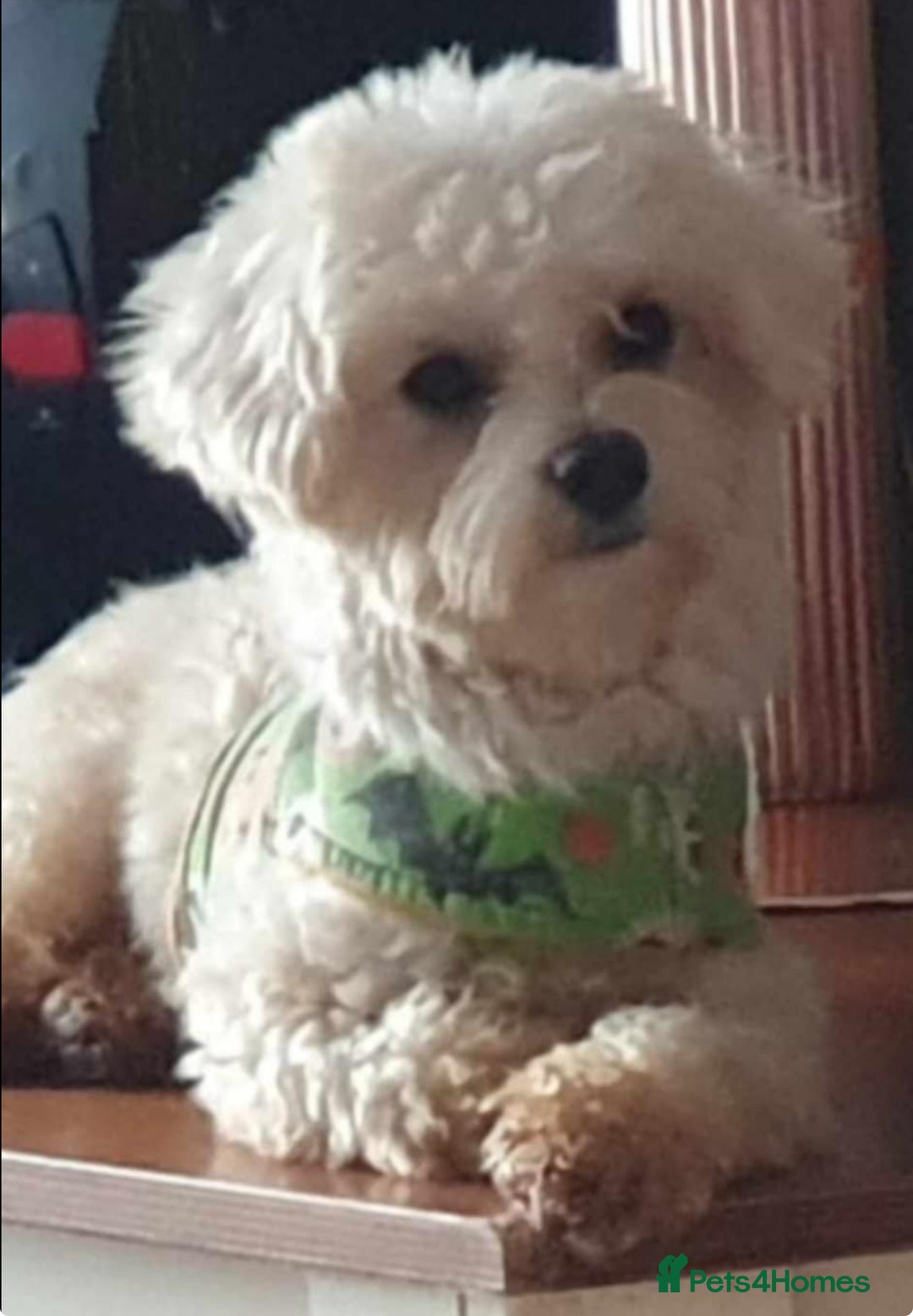 Maltese dogs for sale: Long awaited Maltese Kc puppies  - Advert 3