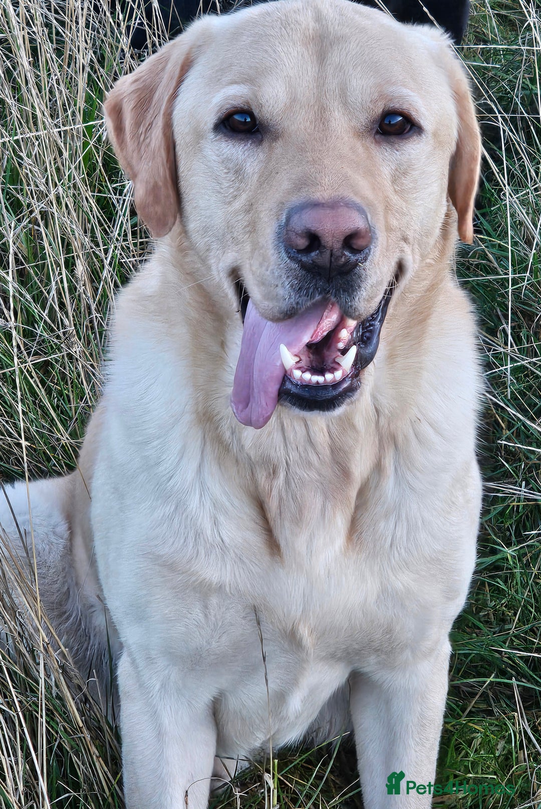 Labrador Retriever dogs for stud: Yellow dog for stud - Advert 5