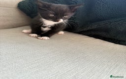 British Shorthair cats for sale: 4 kittens for sale - Image 8