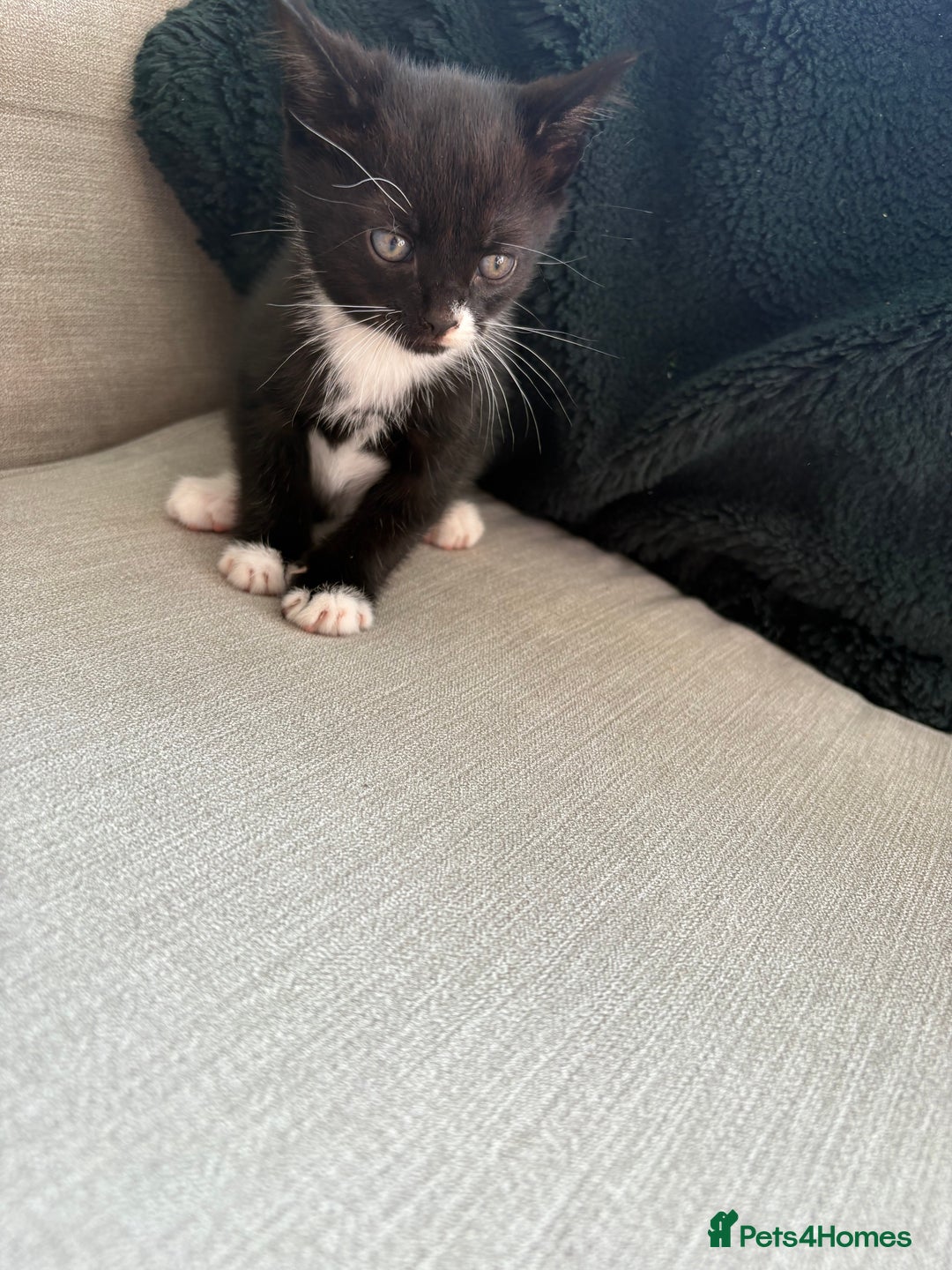 British Shorthair cats for sale: 4 kittens for sale - Image 8