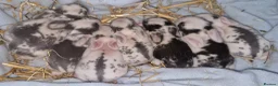 Mini Lion Lop rabbits for sale: Mini Lop X Double Maned Lionhead Babies - Advert 1