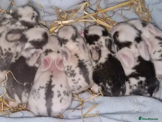 Mini Lion Lop rabbits Mini Lop X Double Maned Lionhead Babies - Advert 1