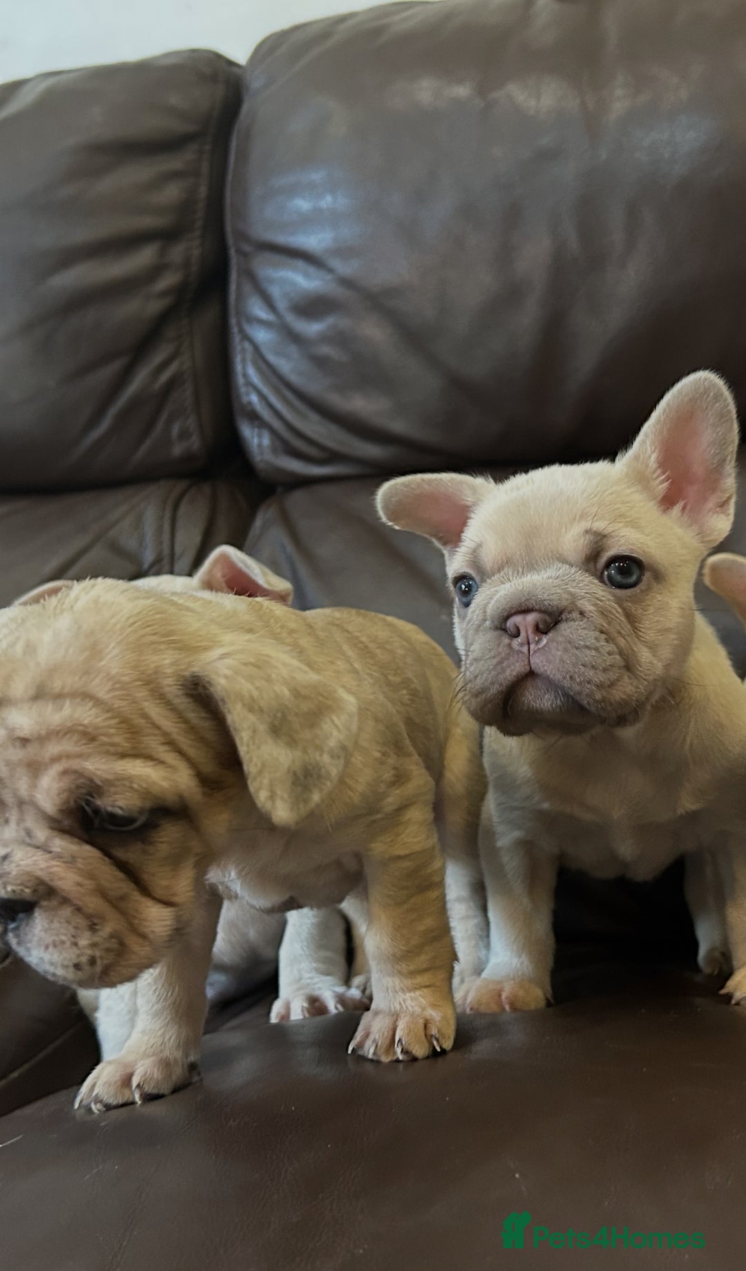 French Bulldog dogs for sale: Beautiful Frenchie babies-4 weeks free insurance - Image 15