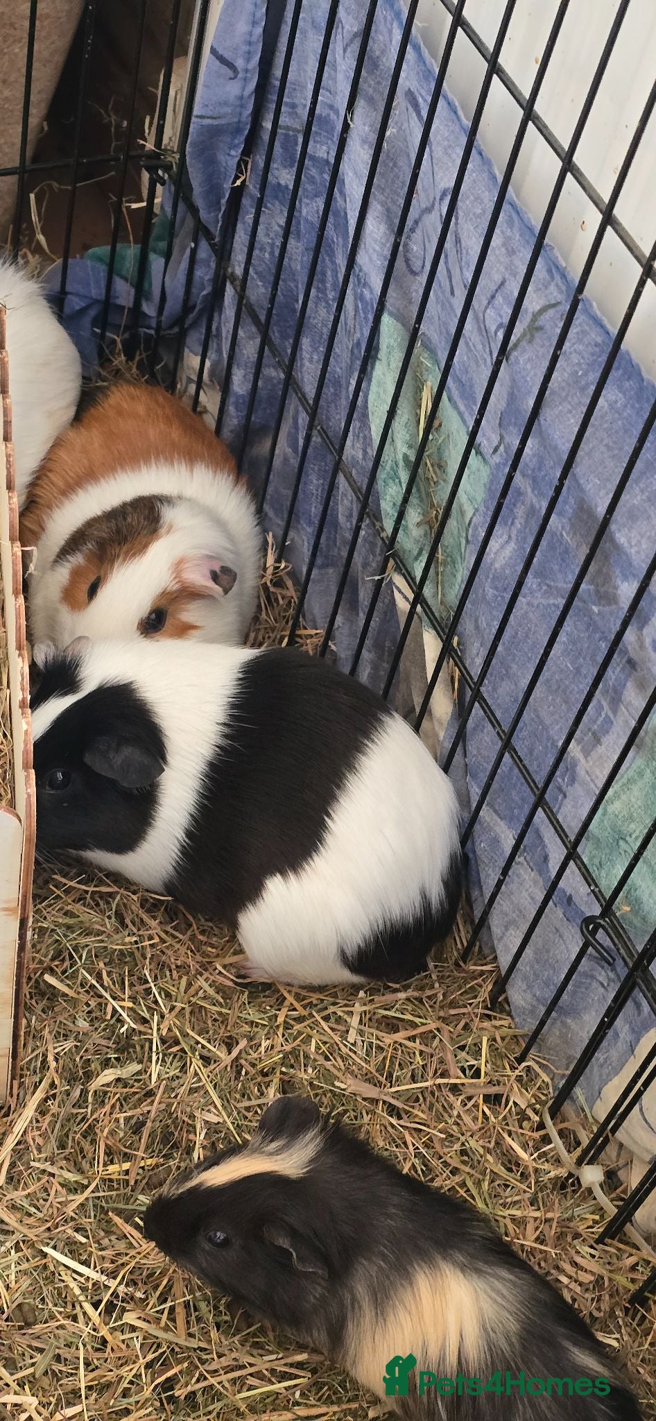 Guinea Pig rodents Guinea pigs - Advert 1
