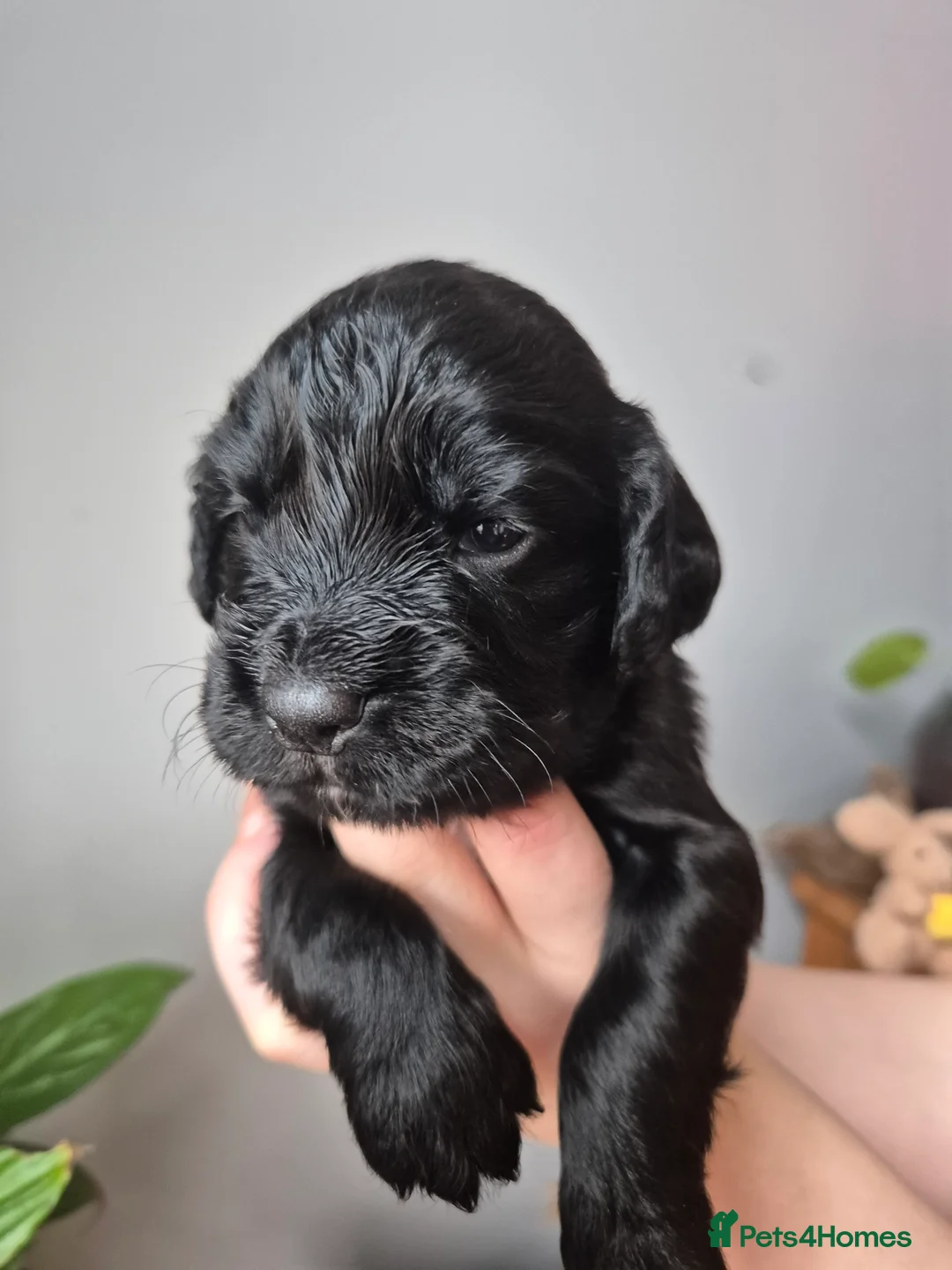 Cocker Spaniel dogs for sale: 2 working cockers 1 girl 1 boy - Advert 6