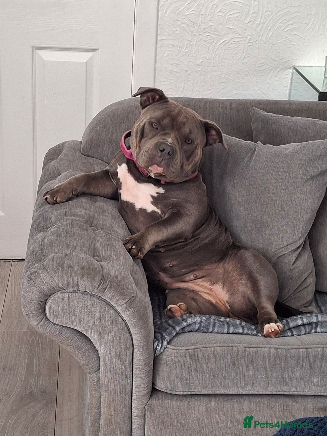 American Bully dogs for sale: Micro pocket bully  - Advert 4