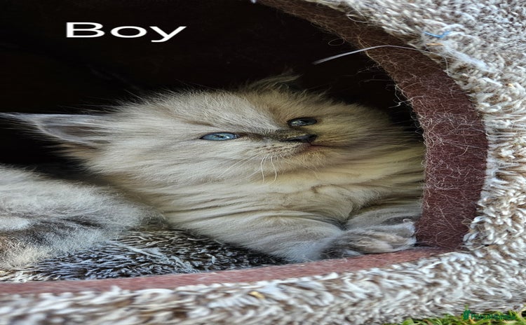 Ragdoll cats - Advert 3