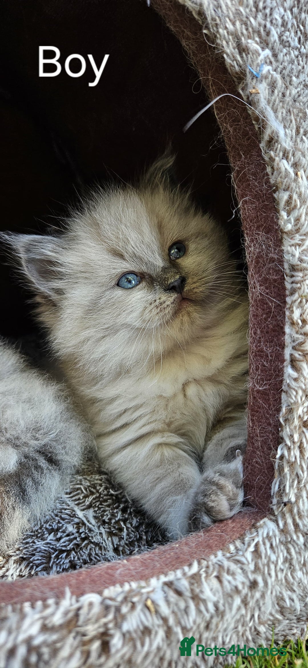 Ragdoll cats for sale: Pure Breed Ragdoll Kittens 1 Boy and 1 Girl - Image 5