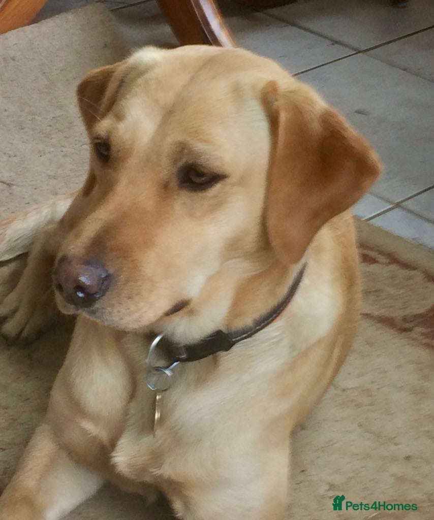 Labrador Retriever dogs Beautiful Black Labrador Puppies - Advert 2