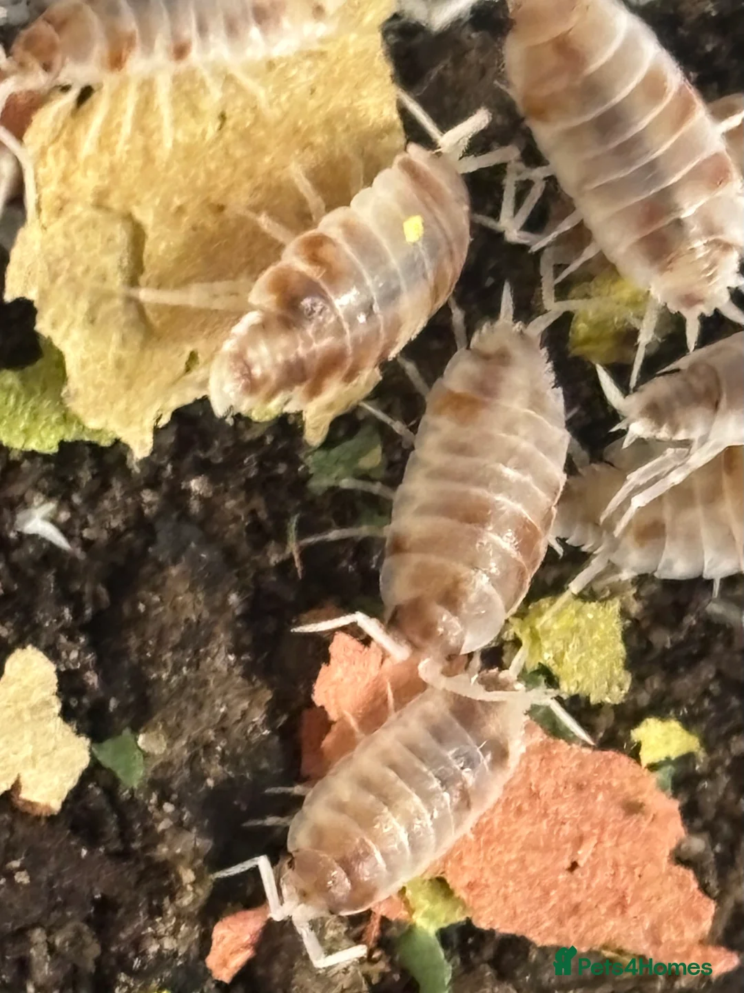Isopods invertebrates for sale: Mixed types Isopods Orange Springtails  - Advert 7