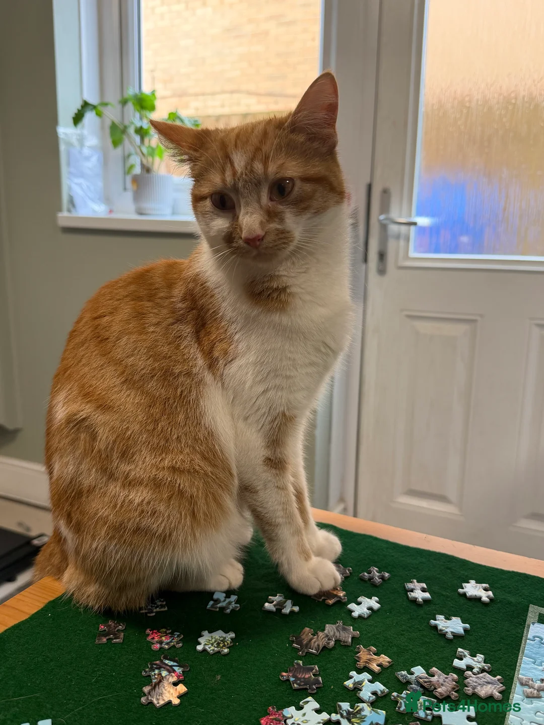 Mixed Breed cats for sale: Gorgeous kittens - Advert 2