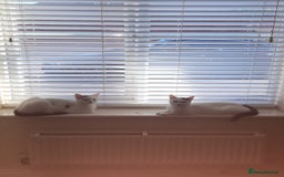 Domestic Shorthair cats for sale: Snow White sisters ❄️🥰 - Image 13