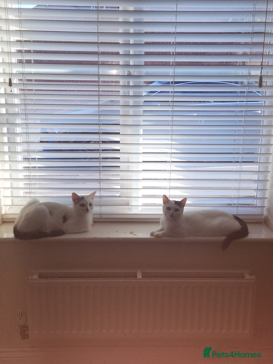 Domestic Shorthair cats for sale: Snow White sisters ❄️🥰 - Image 13