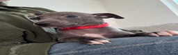 Italian Greyhound dogs for sale: KC registered blue Italian greyhounds for sale - Advert 20