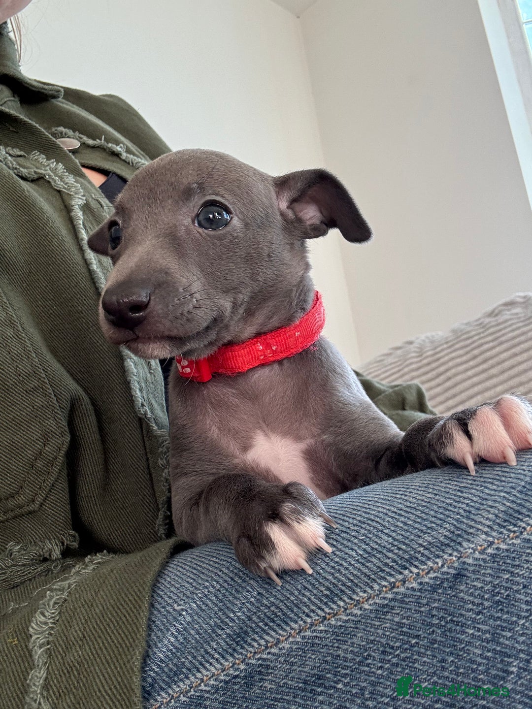 Italian Greyhound dogs for sale: KC registered blue Italian greyhounds for sale - Advert 20